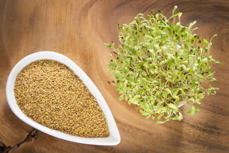 alfalfa-seeds. Alfalfa 100g