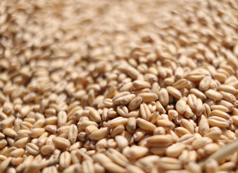 img_20180702_104919_943. Limpopo Wheat Kernels 1kg